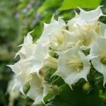 Le Laiteron : Une Super-Alimentation Déguisée en Mauvaise Herbe