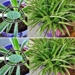 Comment Conserver les Herbes pour une Longue Durée de Conservation