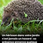 Meghan Markle partage fièrement une photo de sa fille Lilibet après les rumeurs d’une fausse grossesse : « Ma fille a tellement grandi, et ses cheveux, identiques à ceux de son père biologique, sont vraiment… »