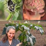 Vous ne devinerez jamais quel magnifique chef-d’œuvre ancien peut aussi sauver des vies