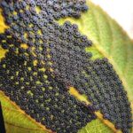 Comment préparer une limonade au concombre maison avec un mixeur : une boisson saine