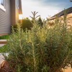 Pourquoi Mettre une Gousse d’Ail à l’Entrée de la Maison ? Un Rituel Ancien aux Vertus Surprenantes