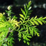 Thé pour brûler la graisse du ventre : un moyen naturel de stimuler le métabolisme et de favoriser la perte de poids