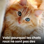 Ne le jetez pas, mais saupoudrez-le sur les plantes de votre maison ou de votre jardin. Ils vous remercieront