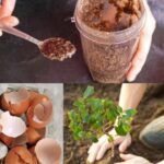 J’ai découvert cette peau bizarre sur l’oreille de mon fils ce matin. Le rendez-vous chez le médecin est dans une semaine. Que puis-je faire ?