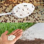 Trempez vos pieds dans du citron et du bicarbonate de soude pour stimuler la circulation, vous détoxifier et vous détendre