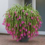 Gâteau chiffon, la recette traditionnelle de ma mère que tout le monde demande !