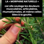 Le Zeste de Citron : Ne le Jetez Plus ! Un Trésor Caché dans Votre Cuisine