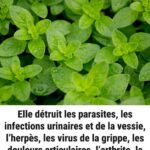 Soupe à l’Oignon traditionnelle : Un Classique Rèconfortant pour le dîner