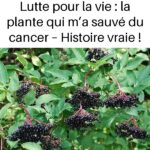 Salade de Concombres Crémeuse aux Légumes