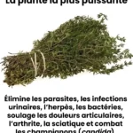 La plupart des gens ne connaissent plus cet objet. Seules les légendes le savent. Voici ce que vous devez savoir.